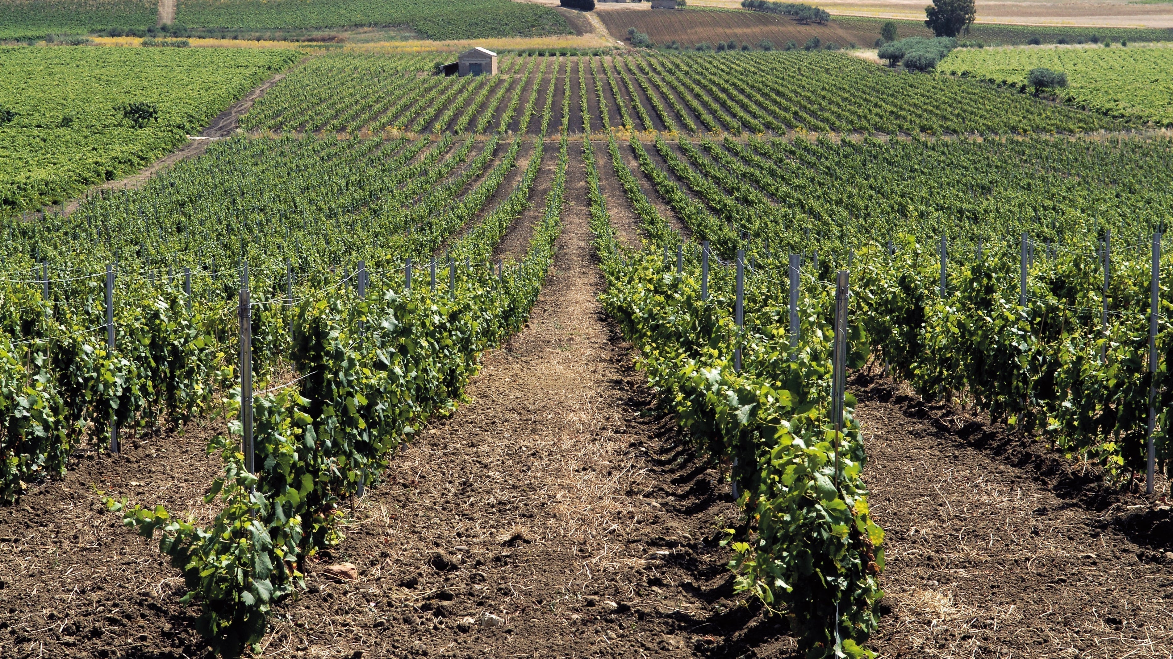 The Complete Beginner's Guide to Italian Wine