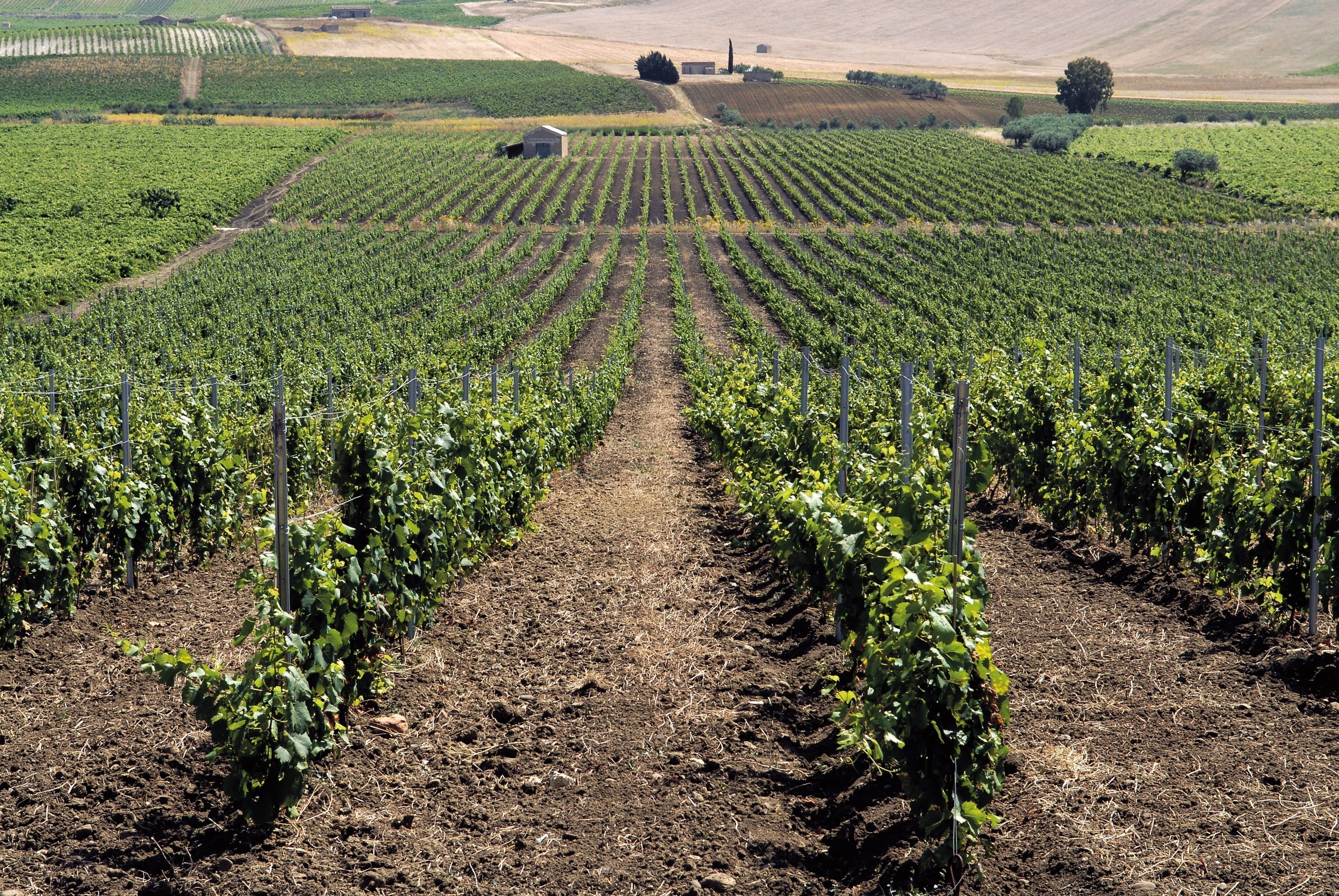 The Complete Beginner's Guide to Italian Wine